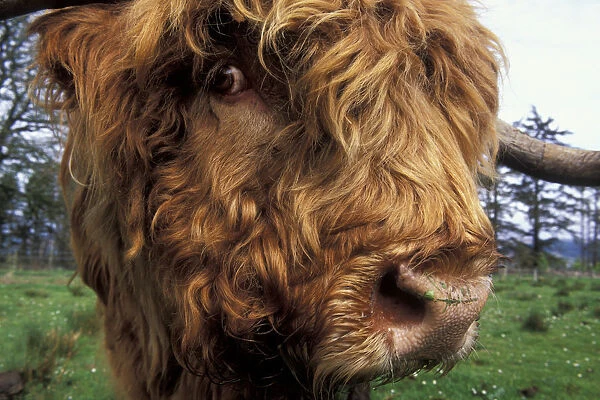 Highland cow (Bos taurus) close up of head, Scotland, UK