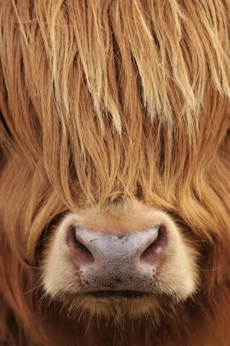 Framed Print : Highland Cow (Bos taurus) close-up, Isle of Mull, Inner Hebrides, Scotland, April Framed Print : Highland Cow (Bos taurus) close-up, Isle of Mull, Inner Hebrides, Scotland, April