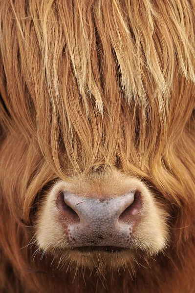 Highland Cow (Bos taurus) close-up, Isle of Mull, Inner Hebrides, Scotland, April