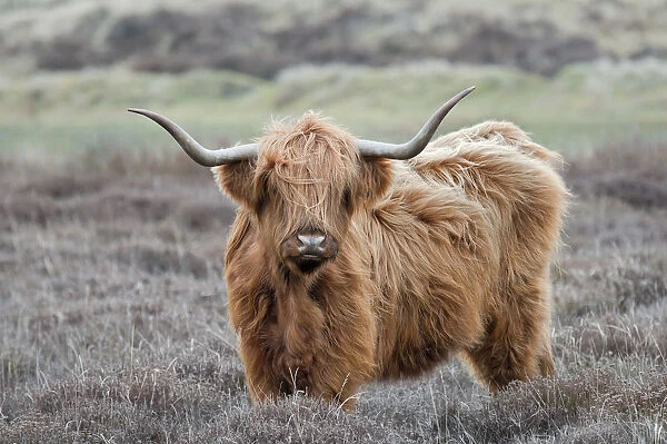 Highland Cow (Bos taurus) Texel, the Netherlands, April