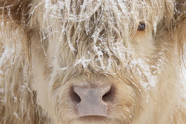 Highland cow, close up of head, Glenfeshie, Cairngorms National Park, Scotland, UK