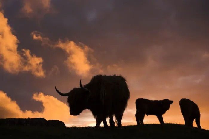 Framed Print : Highland cows, three silhouetted at dusk. Glengorm Estate, Isle of Mull, Scotland, UK Framed Print : Highland cows, three silhouetted at dusk. Glengorm Estate, Isle of Mull, Scotland, UK