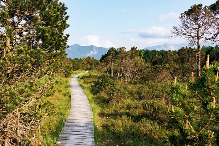 Framed Print : Hiking trail through moorland with mountains in background, Murnau, Alps, Upper Bavaria, Germany. May, 2023 Framed Print : Hiking trail through moorland with mountains in background, Murnau, Alps, Upper Bavaria, Germany. May, 2023