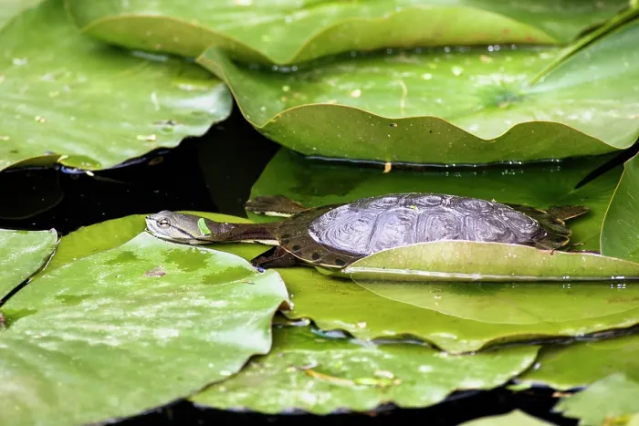 Framed Print : Hilaire's sidenecked turtle (Phrynops hilarii) resting among lilypads, South America. Captive Framed Print : Hilaire's sidenecked turtle (Phrynops hilarii) resting among lilypads, South America. Captive