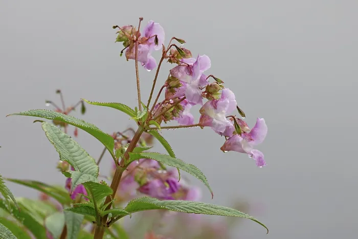 Framed Print : Himalayan balsam (Impatiens glandulifera) in flower, Norfolk, England, UK. July Framed Print : Himalayan balsam (Impatiens glandulifera) in flower, Norfolk, England, UK. July