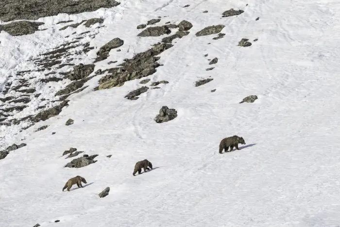 Framed Print : Himalayan brown bear (Ursus arctos isabellinus) female with two young cubs climbing up snowy slope Framed Print : Himalayan brown bear (Ursus arctos isabellinus) female with two young cubs climbing up snowy slope