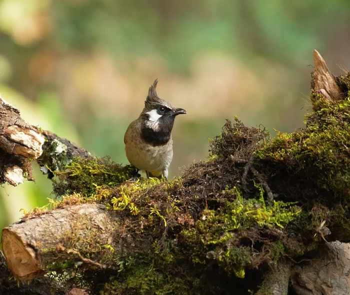 Framed Print : Himalayan bulbul (Pycnonotus leucogenys) perched on mossy branch feeding, Sattal, Uttarkhand, India Framed Print : Himalayan bulbul (Pycnonotus leucogenys) perched on mossy branch feeding, Sattal, Uttarkhand, India