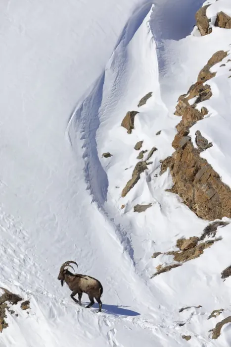 Framed Print : Himalayan ibex (Capra sibirica) male on snow, Spiti valley, Cold Desert Biosphere Reserve Framed Print : Himalayan ibex (Capra sibirica) male on snow, Spiti valley, Cold Desert Biosphere Reserve