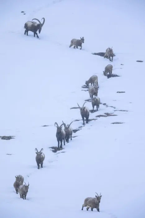 Framed Print : Himalayan ibex (Capra sibirica) during a snowfall, coming down the mountain at dusk