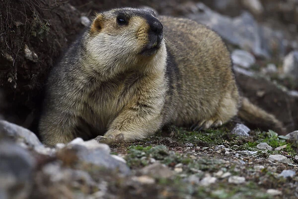 Himalayan marmot (Marmota himalayana) valley near Yushu, Tibetan Plateau, Qinghai, China