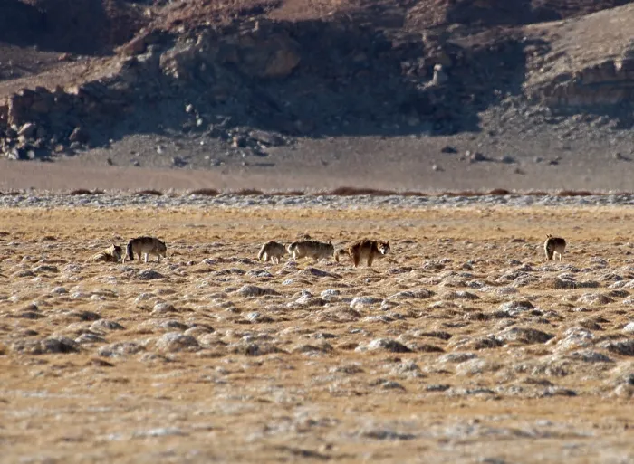 Framed Print : Himalayan wolves (Canis lupus chanco) pack in desert landscape, one defecating, Hanle, Ladakh, India Framed Print : Himalayan wolves (Canis lupus chanco) pack in desert landscape, one defecating, Hanle, Ladakh, India