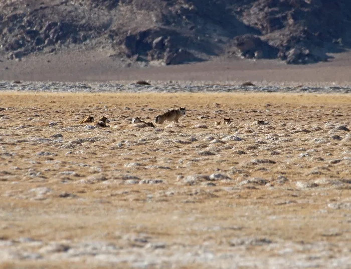 Framed Print : Himalayan wolves (Canis lupus chanco) pack resting in desert landscape, Hanle, Ladakh, India Framed Print : Himalayan wolves (Canis lupus chanco) pack resting in desert landscape, Hanle, Ladakh, India