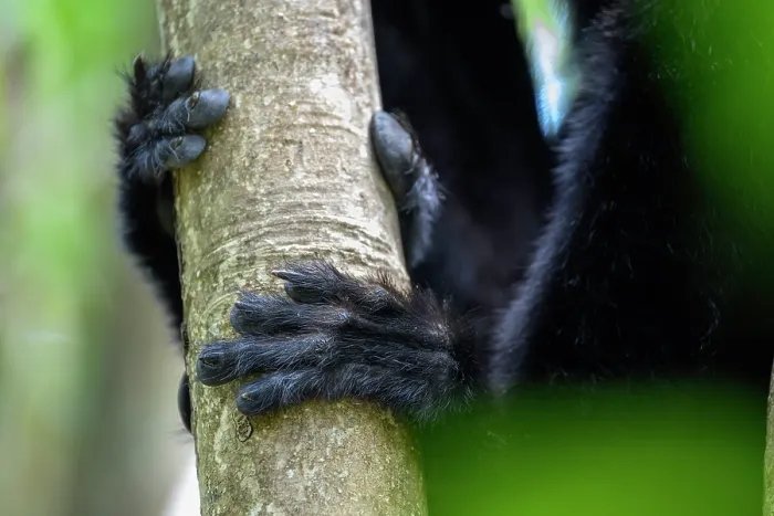Framed Print : Hind foot of Perrier's black sifaka (Propithecus perrieri) male, resting on branch in forest understorey. Andrafiamena-Andavakoera Protected Forest, northern Madagascar Framed Print : Hind foot of Perrier's black sifaka (Propithecus perrieri) male, resting on branch in forest understorey. Andrafiamena-Andavakoera Protected Forest, northern Madagascar