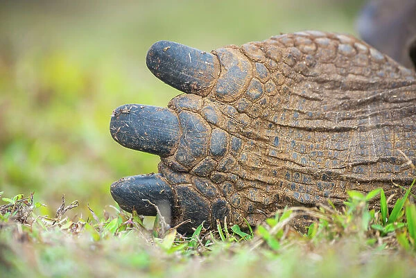 Detail of hind toes of Alcedo giant tortoise (Chelonoidis vandenburghi), Alcedo Volcano, Isabela Island, Galapagos Islands, Ecuador