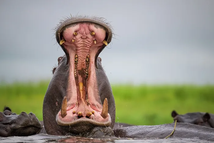 Framed Print : Hippo (Hippopotamus amphibius) bull lifting head above water and yawning, whilst other hippos rest in the water, Chobe River, Botswana Framed Print : Hippo (Hippopotamus amphibius) bull lifting head above water and yawning, whilst other hippos rest in the water, Chobe River, Botswana