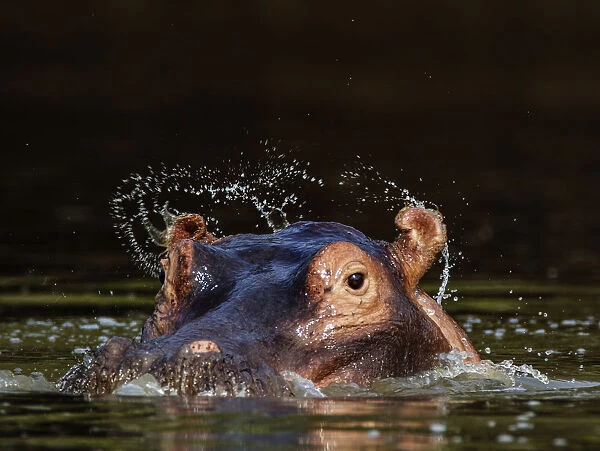 Hippopotamus (Hippopotamus amphibius) ears flicking water when opening after surfacing
