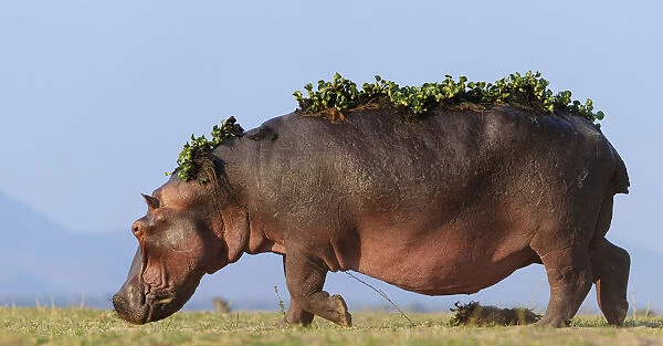 Hippopotamus (Hippopotamus Amphibius) with back covered in water hyacinth on back after