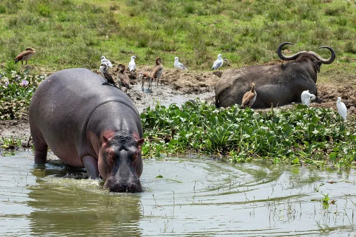 Framed Print : Hippopotamus (Hippopotamus amphibius) drinking along banks of River Nile with Cape buffalo (Syncerus caffer caffer) resting behind, Queen Elizabeth National Park, Uganda Framed Print : Hippopotamus (Hippopotamus amphibius) drinking along banks of River Nile with Cape buffalo (Syncerus caffer caffer) resting behind, Queen Elizabeth National Park, Uganda