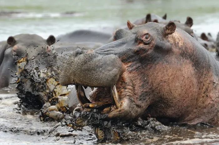 Framed Print : Hippopotamus (Hippopotamus amphibius) bull emerging from water to charge, iSimangaliso Wetland Park Framed Print : Hippopotamus (Hippopotamus amphibius) bull emerging from water to charge, iSimangaliso Wetland Park