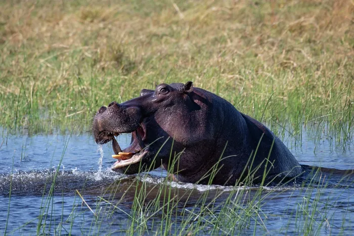 Framed Print : Hippopotamus (Hippopotamus amphibius) displaying aggression in river, Okavango Delta, Botswana Framed Print : Hippopotamus (Hippopotamus amphibius) displaying aggression in river, Okavango Delta, Botswana