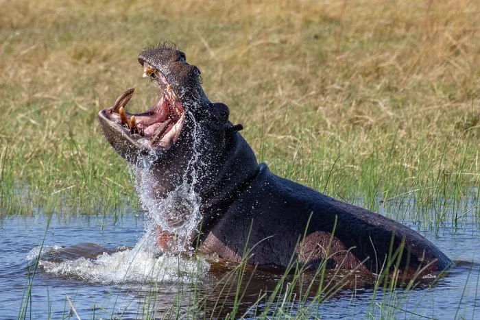 Framed Print : Hippopotamus (Hippopotamus amphibius) displaying aggression in river, Okavango Delta, Botswana Framed Print : Hippopotamus (Hippopotamus amphibius) displaying aggression in river, Okavango Delta, Botswana