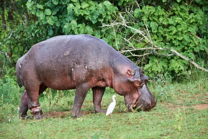 Framed Print : Hippopotamus (Hippopotamus amphibius) grazing with a serious injury to a hind leg caused by a poachers snare, Akagera National Park, Rwanda Framed Print : Hippopotamus (Hippopotamus amphibius) grazing with a serious injury to a hind leg caused by a poachers snare, Akagera National Park, Rwanda