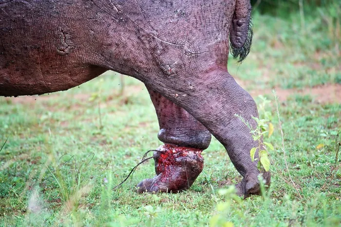 Framed Print : Hippopotamus (Hippopotamus amphibius) with a serious injury to a hind leg caused by a poachers snare, Akagera National Park, Rwanda Framed Print : Hippopotamus (Hippopotamus amphibius) with a serious injury to a hind leg caused by a poachers snare, Akagera National Park, Rwanda