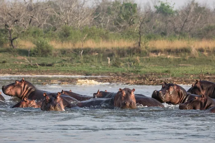 Framed Print : Hippopotamus (Hippopotamus amphibius) pod wallowing in river, Murchison Falls National Park, Uganda Framed Print : Hippopotamus (Hippopotamus amphibius) pod wallowing in river, Murchison Falls National Park, Uganda