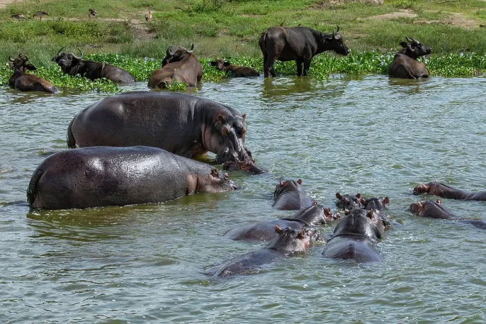 Framed Print : Hippopotamus (Hippopotamus amphibius) pod wallowing in river, Kazinga channel, Nile River, Queen Elizabeth National Park, Uganda Framed Print : Hippopotamus (Hippopotamus amphibius) pod wallowing in river, Kazinga channel, Nile River, Queen Elizabeth National Park, Uganda