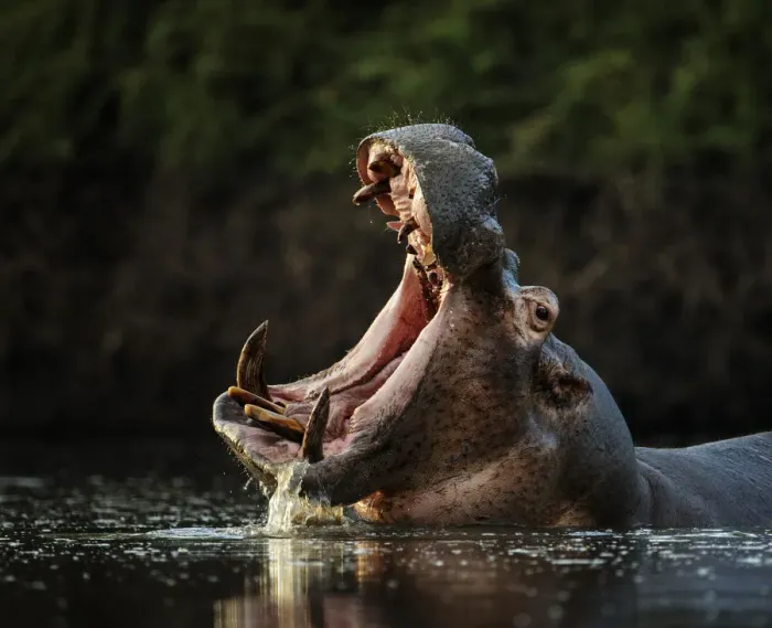 Framed Print : Hippopotamus (Hippopotamus amphibius) in pool with mouth open. Mana Pools National Park, Zimbabwe Framed Print : Hippopotamus (Hippopotamus amphibius) in pool with mouth open. Mana Pools National Park, Zimbabwe