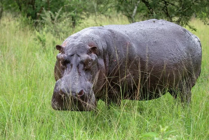 Framed Print : Hippopotamus (Hippopotamus amphibius) standing in grass, portrait, Mburo National Park, Uganda Framed Print : Hippopotamus (Hippopotamus amphibius) standing in grass, portrait, Mburo National Park, Uganda
