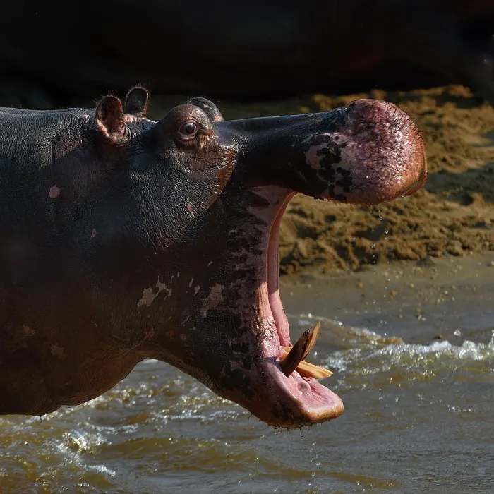 Framed Print : Hippopotamus (Hippopotamus amphibius) standing at water's edge with mouth open, Uganda Framed Print : Hippopotamus (Hippopotamus amphibius) standing at water's edge with mouth open, Uganda