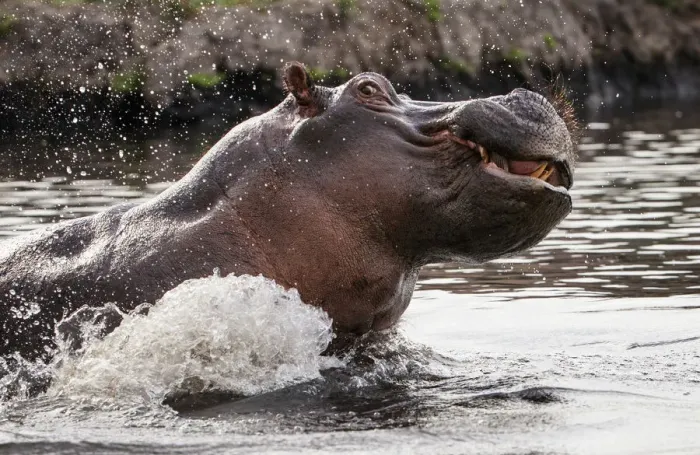 Framed Print : Hippopotamus (Hippopotamus Amphibius) territorial aggressive behavior, Chobe National Park Framed Print : Hippopotamus (Hippopotamus Amphibius) territorial aggressive behavior, Chobe National Park