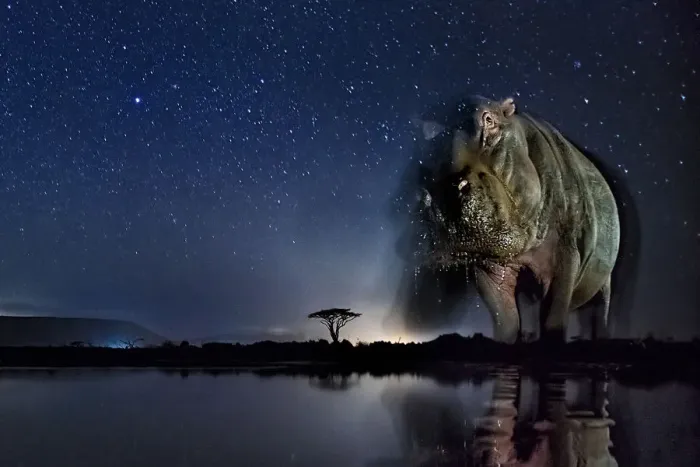 Framed Print : Hippopotamus (Hippopotamus amphibius) at waterhole at night, Mkuze, South Africa Framed Print : Hippopotamus (Hippopotamus amphibius) at waterhole at night, Mkuze, South Africa