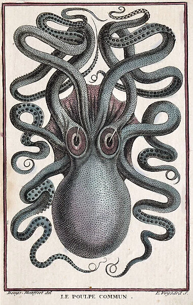 Historical illustration of Common octopus (Octopus vulgaris) Pierre Denys de Montfort