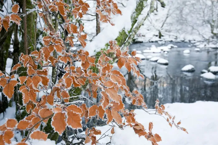 Framed Print : Hoar frost on Beech leaves (Fagus sylvatica) Rydal, Lake District, England, UK Framed Print : Hoar frost on Beech leaves (Fagus sylvatica) Rydal, Lake District, England, UK