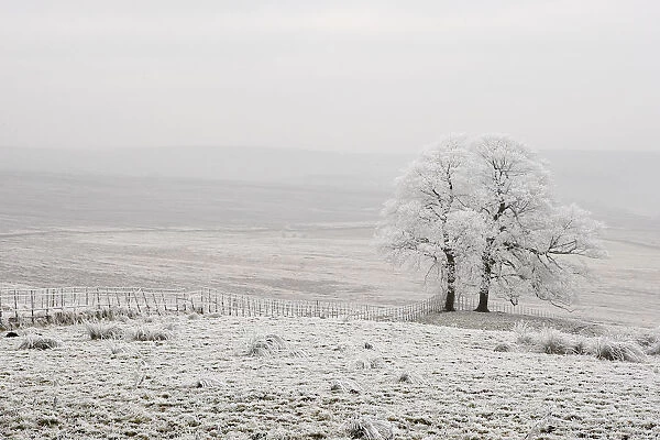 Hoar frost covering landscape, Peak District, UK, New years day 2009