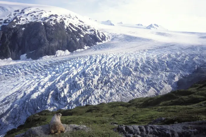 Framed Print : Hoary marmot (Marmota caligata) adult overlooking Exit Glacier in Kenai Fjords National Park Framed Print : Hoary marmot (Marmota caligata) adult overlooking Exit Glacier in Kenai Fjords National Park