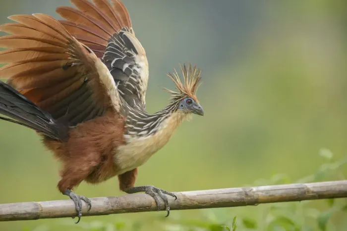 Framed Print : Hoatzin (Ophisthocomus hoazin) perched on wooden bar overlooking oxbow lake. Manu National Park Framed Print : Hoatzin (Ophisthocomus hoazin) perched on wooden bar overlooking oxbow lake. Manu National Park