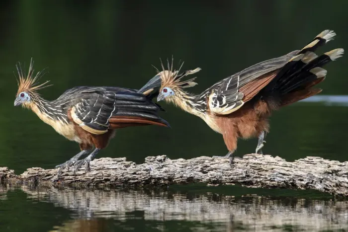 Framed Print : Hoatzin (Opisthocomus hoazin), pair on floating log in Cocha Salvador ox-bow lake Framed Print : Hoatzin (Opisthocomus hoazin), pair on floating log in Cocha Salvador ox-bow lake