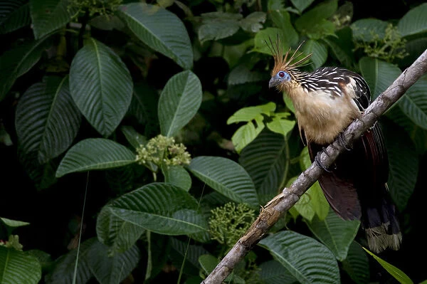 Hoatzin (Opisthocomus hoazin) perched on branch, Yasuni National Park, Orellana, Ecuador