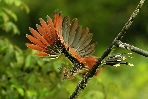 Hoatzin (Opisthocomus hoazin) perched on branch, flapping its wings, above Anangu creek, Yasuni National Park, Francisco de Orellana Province, Ecuador