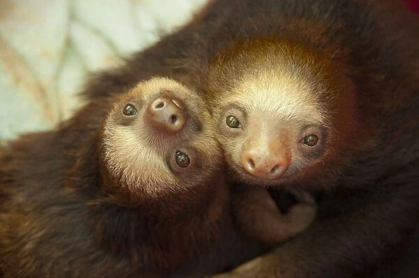 Hoffmanns Two-toed Sloth (Choloepus hoffmanni) orphaned babies in rehabilitation program