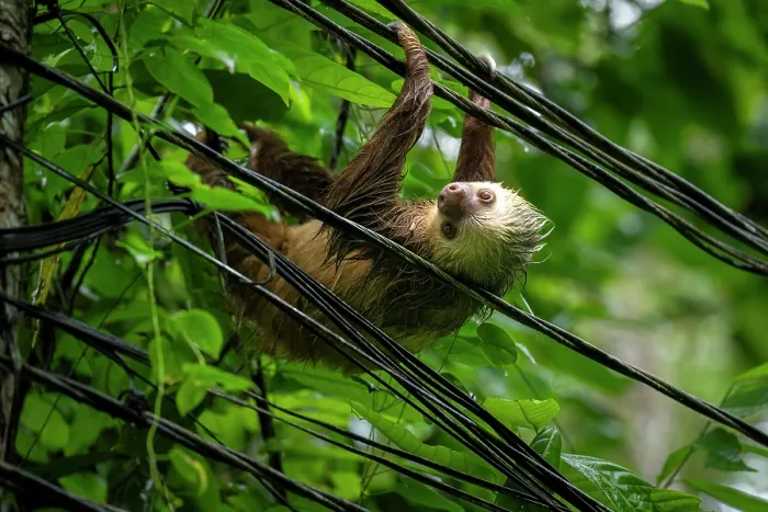 Framed Print : Hoffmann's two-toed sloth (Choloepus hoffmanni) hanging on electrical wires, Manzanillo, Limon, Costa Rica Framed Print : Hoffmann's two-toed sloth (Choloepus hoffmanni) hanging on electrical wires, Manzanillo, Limon, Costa Rica