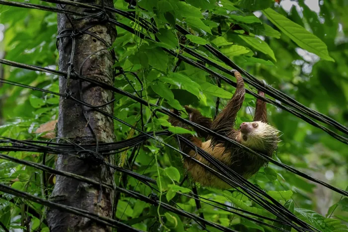 Framed Print : Hoffmann's two-toed sloth (Choloepus hoffmanni) hanging on electrical wires, Manzanillo, Limon, Costa Rica Framed Print : Hoffmann's two-toed sloth (Choloepus hoffmanni) hanging on electrical wires, Manzanillo, Limon, Costa Rica