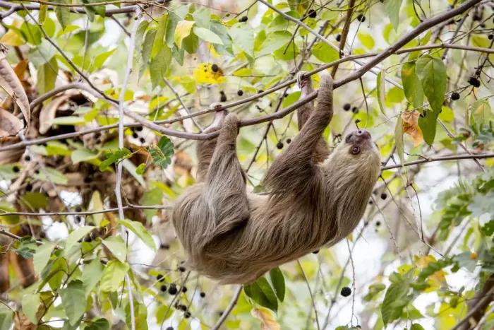 Framed Print : Hoffmanns two-toed sloth (Choloepus hoffmanni) hanging from tree branch, Panama Framed Print : Hoffmanns two-toed sloth (Choloepus hoffmanni) hanging from tree branch, Panama
