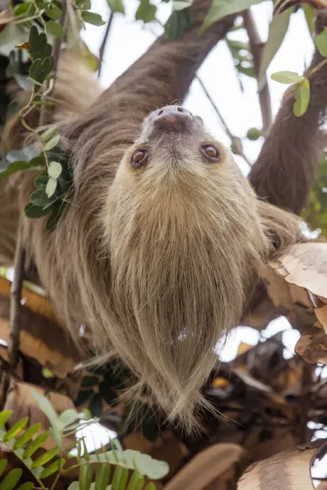 Framed Print : Hoffmanns two-toed sloth (Choloepus hoffmanni) hanging from tree branch, Panama Framed Print : Hoffmanns two-toed sloth (Choloepus hoffmanni) hanging from tree branch, Panama