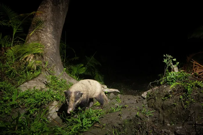 Framed Print : Hog badger (Arctonyx collaris) walking in cane forest at night, Kaziranga tiger Reserve, Assam, India. Camera trap image