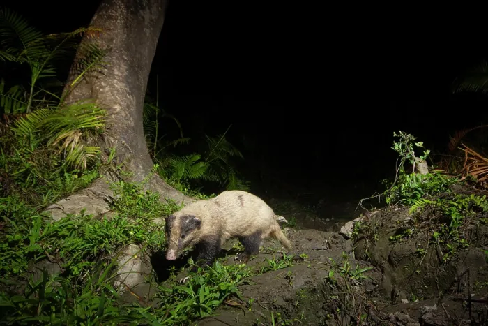 Framed Print : Hog badger (Arctonyx collaris) walking in cane forest at night, Kaziranga tiger Reserve, Assam, India. Camera trap image Framed Print : Hog badger (Arctonyx collaris) walking in cane forest at night, Kaziranga tiger Reserve, Assam, India. Camera trap image