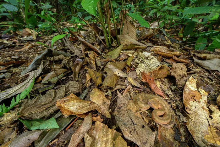 Framed Print : Hog-nosed pit viper (Porthidium nasutum) camouflaged in leaf litter on the rainforest floor, Boca Tapada region, Costa Rica Framed Print : Hog-nosed pit viper (Porthidium nasutum) camouflaged in leaf litter on the rainforest floor, Boca Tapada region, Costa Rica